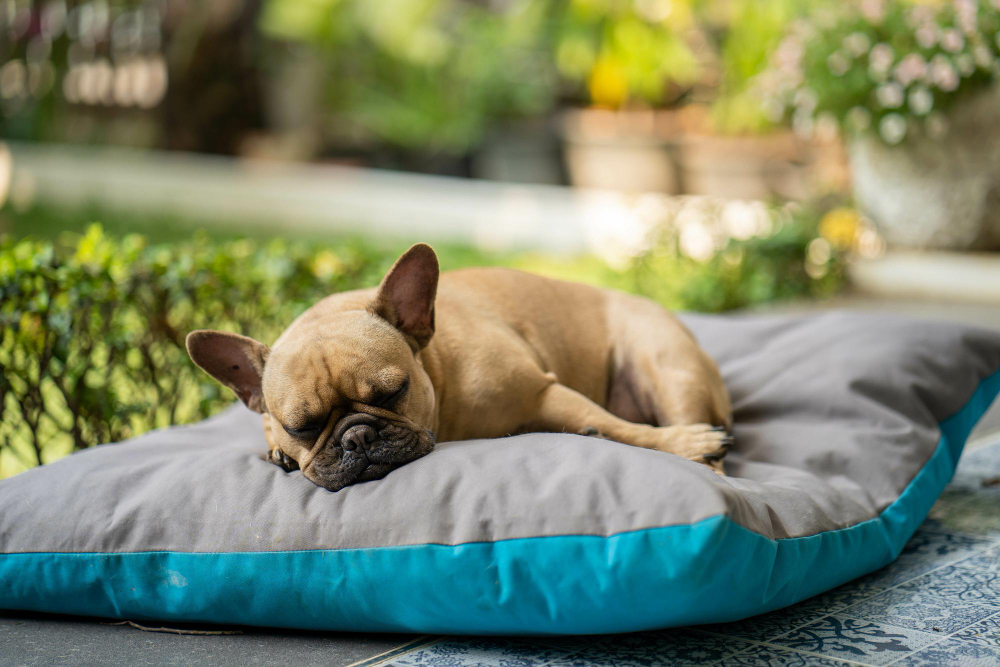 Ferienhaus Dänemark Nordsee mit Hund ? Ein perfekter Urlaub für Zwei- und Vierbeiner