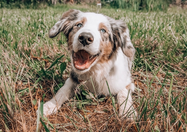 Urlaub mit Hund in Dänemark – Entdecken Sie Ihr Ferienhaus!