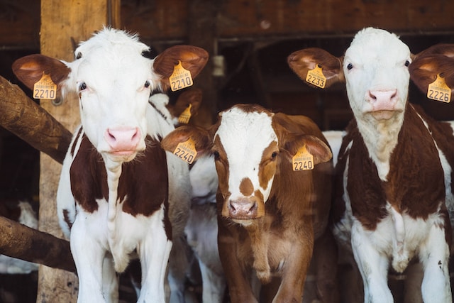 Get to Know the Sweet and Hardy Jersey Cows